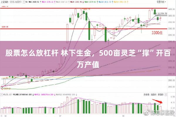股票怎么放杠杆 林下生金，500亩灵芝“撑”开百万产值